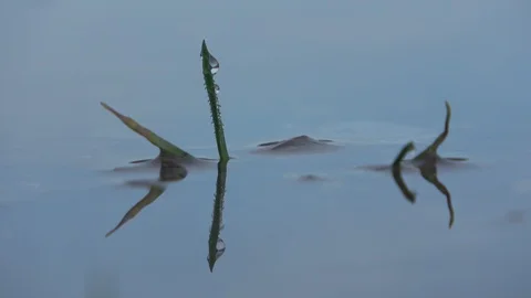 Puddle with blade of grass, waterdrops, Thy National Park Stock Footage 118467873