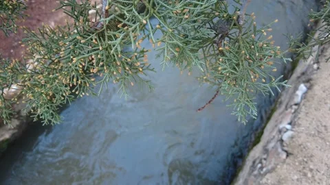The puddle in the canyon shines through the trees. Video stock 229828041
