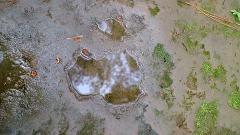 Puddle on Dirt Path with Moss and Plants 写真素材