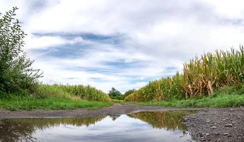 Puddle on dirt road in middle of meadows and fields Photos