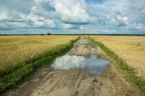 Puddle on dirt road through fields of grain Stock Photos