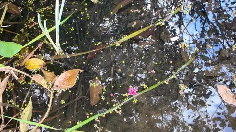 Puddle with Fallen Leaves and Petals 4K Video Stock Footage 317626731