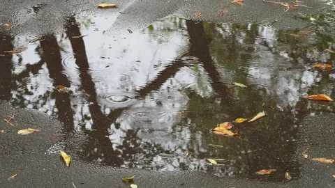 Puddle with fallen leaves on path in urban park Stock Footage 95540613