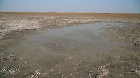 A puddle on a flat land covered with dry salty grass during summer Stock Footage 270501811