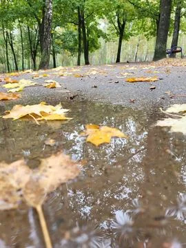 Puddle with Floating Leaves and Reflections Stock Photos