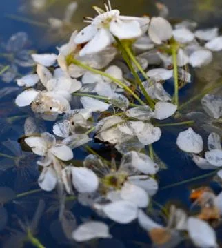 Puddle of flowers and a reflection of a tree. Stock Photos
