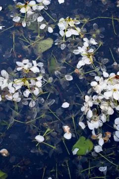 Puddle of flowers and a reflection of a tree. Stock Photos