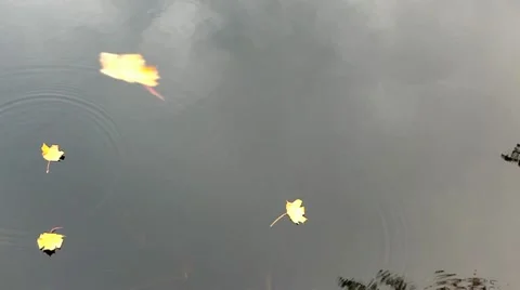 Puddle Video stock 11825160