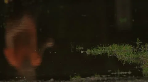 Puddle Stock Footage 12714203