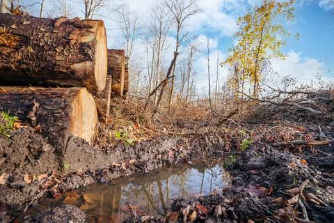 Puddle in a forest on a bright day Stock Photos