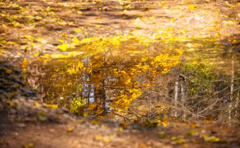A puddle in the forest with reflections of trees and colorful leaves. Selecti Stock Photos