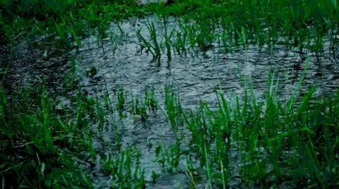 Puddle With Grass During A Hard Rain Stock Footage 25425745