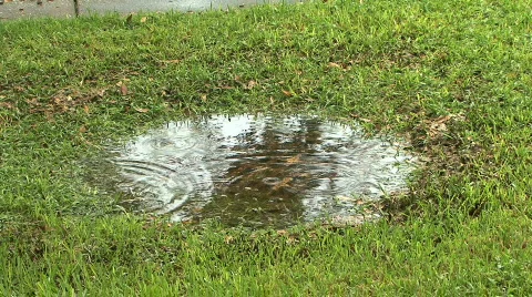 Puddle In The Grass Stock Footage
