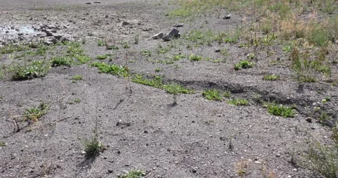 By the puddle II Stock Footage 262412744