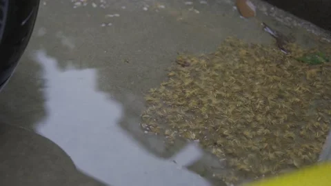 The puddle inthe park Video stock 188855447