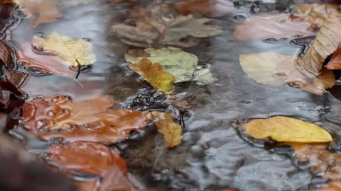A puddle an its reflections in winter on a windy day Stock Footage 256648040