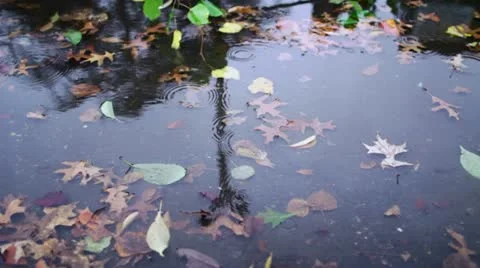 Puddle of leaves and raindrops Stock Footage 12491528