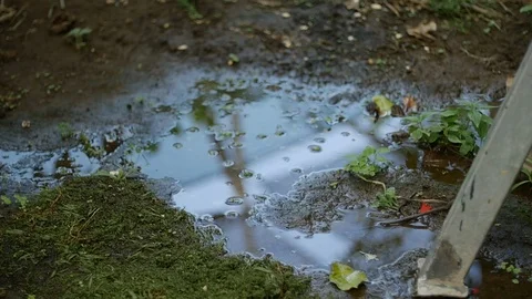 Puddle in a lemon grove Stock Footage 119604486