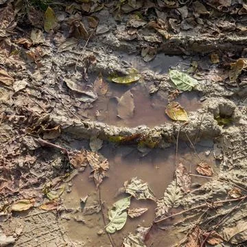 Puddle of mud Puddle of mud with tire track texture and fallen leaves Copy... Stock Photos