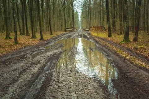 Puddle on the muddy road in the forest Stock Photos