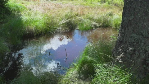 Puddle in nature Stock Footage 145492438