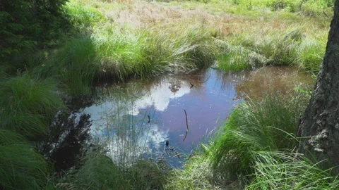 Puddle in nature Video stock 145492724