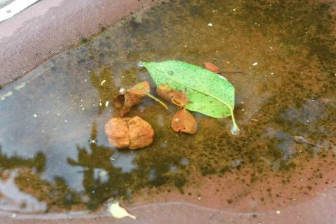 Puddle with one green leaf and some old leaves with reflections Stock Photos
