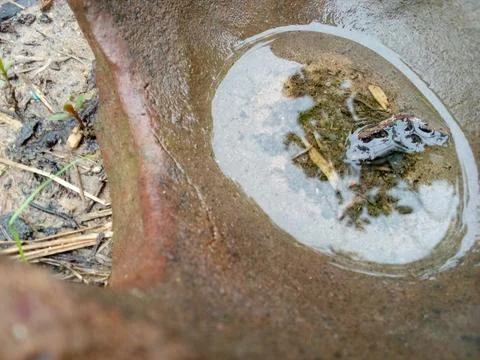 Puddle Stock Photos