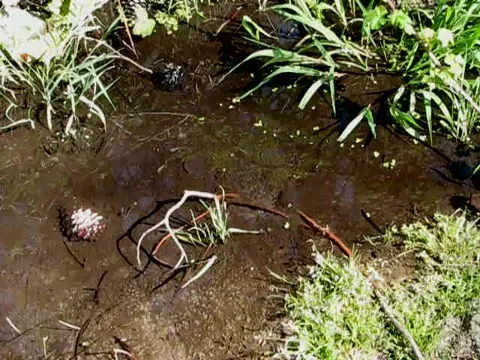 PUDDLE PING Видео 404141