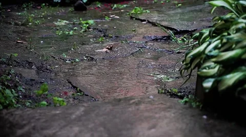 Puddle of rain. Flower petals Stock Footage 67742343