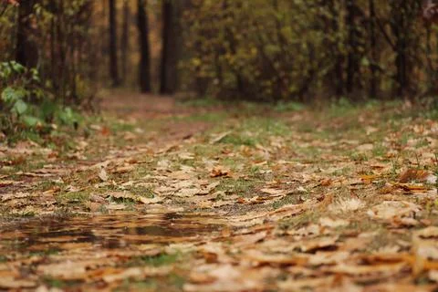 Puddle of rain water on road in forest Stock Photos