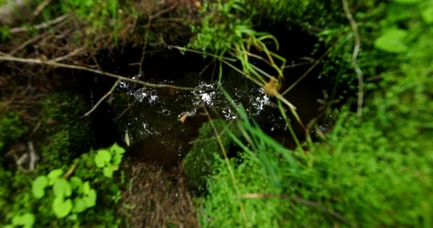 Puddle of rainwater in a forest with the reflection of the trees and the sky Video stock 91772628
