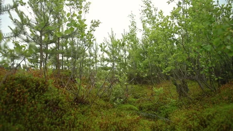 Puddle with reflected sky among plants and young wood Stockbeeldmateriaal 101050181