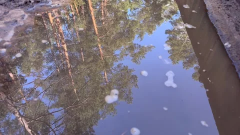 Puddle reflecting tall pine trees and blue sky with floating foam  Vídeos de archivo 339366701