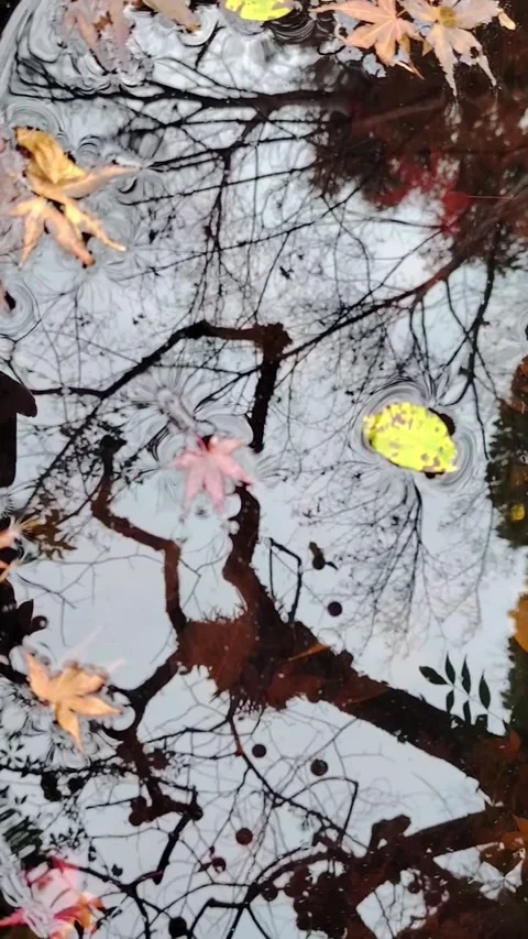 Puddle reflecting tree and floating leaves. Stock Footage 323777947