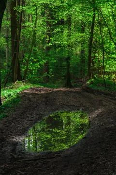 Puddle reflection Stock Photos
