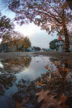 Puddle reflection trees in city Stock Photos