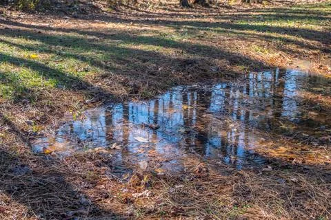 Puddle reflection in the woods Stock Photos