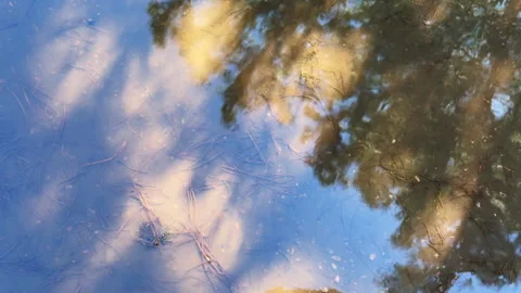 The puddle reflects the branches of a pine tree, the clouds and the rays of the  Stock Footage 305790860