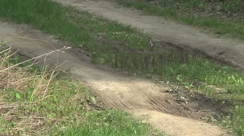 Puddle on the road, goldfinches Stock-Footage 50067507