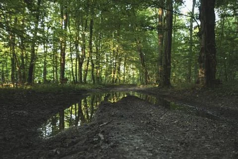 A puddle on the road through the dark deciduous forest of the temperate zone Stock Photos