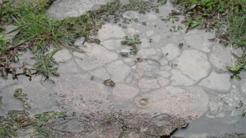 Puddle on Rocky Ground Surrounded by Vibrant Grass and Small Plants 動画素材 315669035