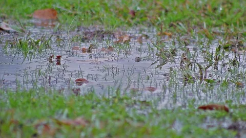 Puddle with small ripples from the breeze Stock Footage 93782446