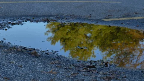 Puddle on street reflecting trees 動画素材 118464080