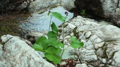 A puddle of water among the rocks. Stock Footage 133816832