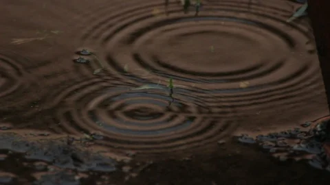 Puddle water drop Video Stock Footage 98215734