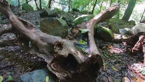 Puddle of water on a fallen log with a beautiful shape in a lush green forest Stock Footage 170524243