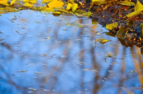 A puddle of water with leaves floating on top of it.  Stock Photos