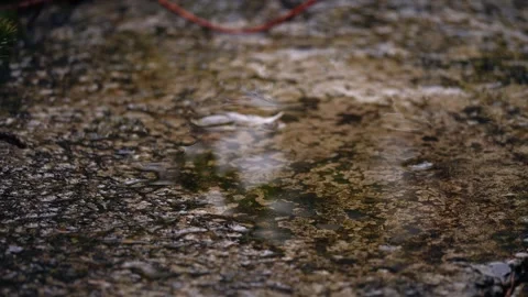 Puddle of water on pathway after rain Stock Footage 287498901