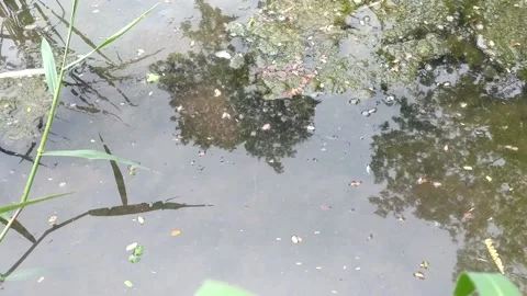 Puddle of water in a rice field. Video stock 178223466